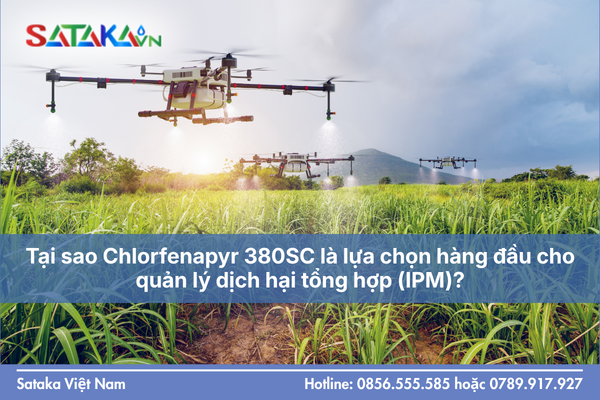 Tại sao Chlorfenapyr 380SC là lựa chọn hàng đầu cho quản lý dịch hại tổng hợp (IPM)?