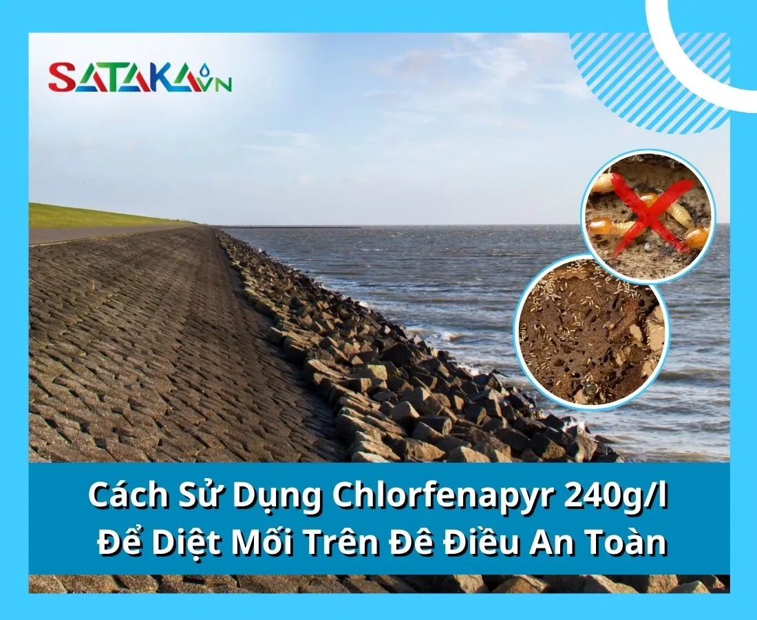 Cách Sử Dụng Chlorfenapyr 240g/l Để Diệt Mối Trên Đê Điều An Toàn