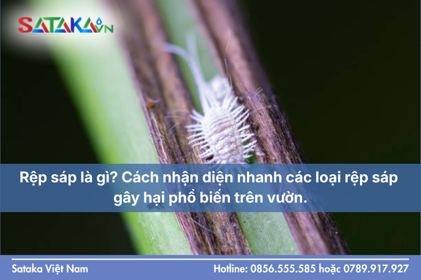 Rệp sáp là gì? Cách nhận diện nhanh các loại rệp sáp gây hại phổ biến trên vườn.