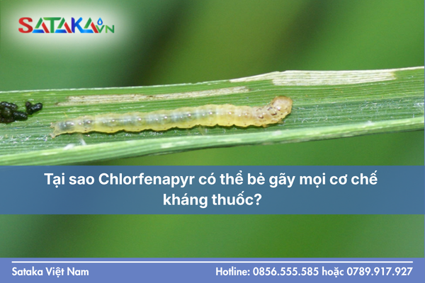 Tại sao Chlorfenapyr có thể bẻ gãy mọi cơ chế kháng thuốc?