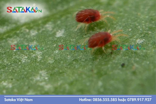 Nhện đỏ là gì?