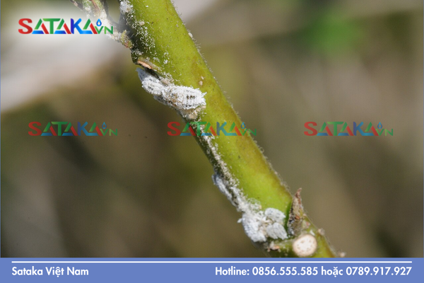 Rệp sáp là gì và đặc điểm phân loại khoa học