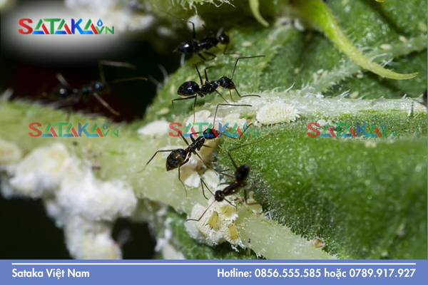 Câu hỏi thường gặp