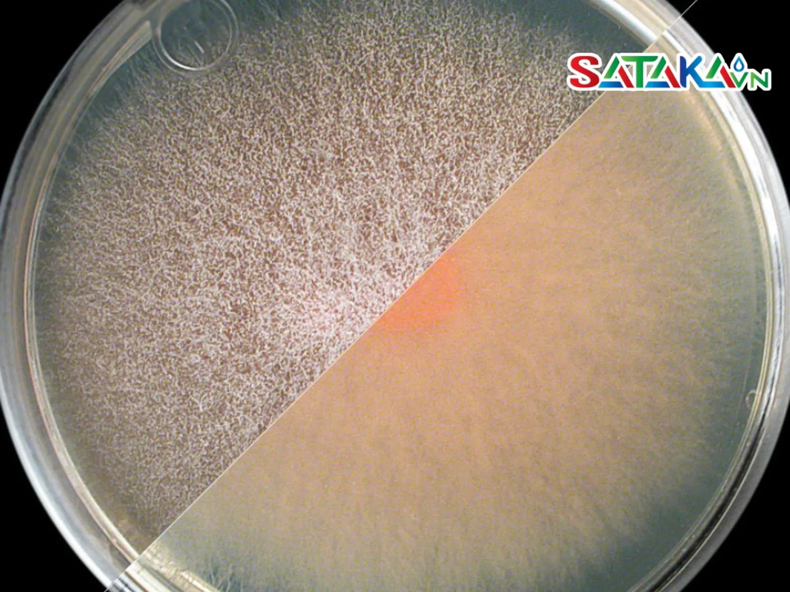Fusarium spp.