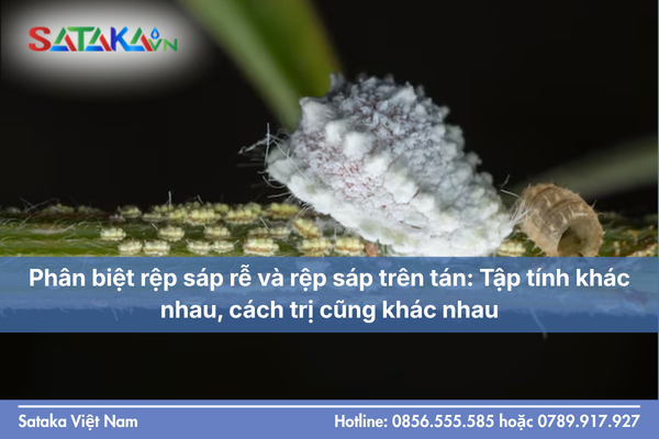 Phân biệt rệp sáp rễ và rệp sáp trên tán: Tập tính khác nhau, cách trị cũng khác nhau