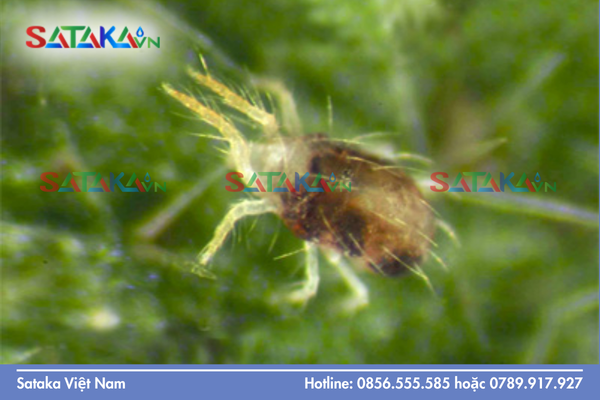 Khuyến nghị phối hợp từ Sataka