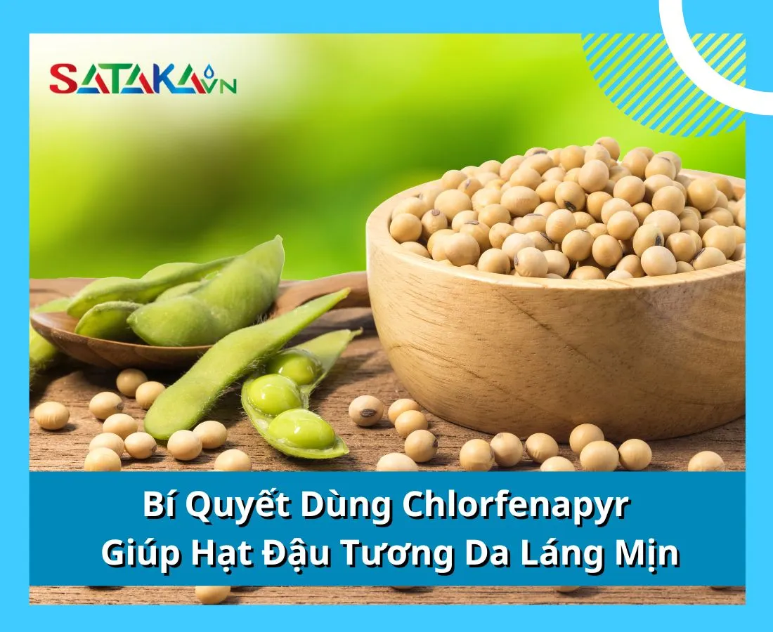 Bí Quyết Dùng Chlorfenapyr Giúp Hạt Đậu Tương Da Láng Mịn