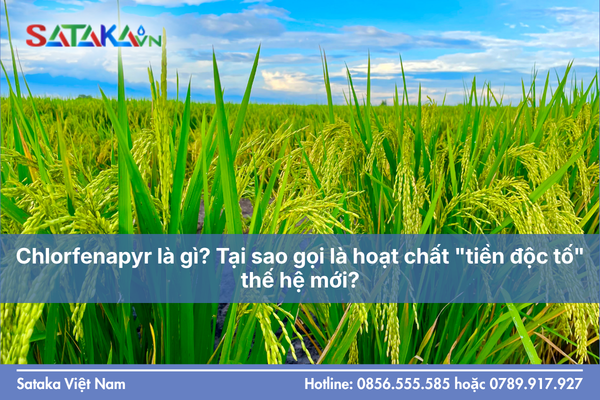 Chlorfenapyr là gì? Tại sao gọi là hoạt chất "tiền độc tố" thế hệ mới?
