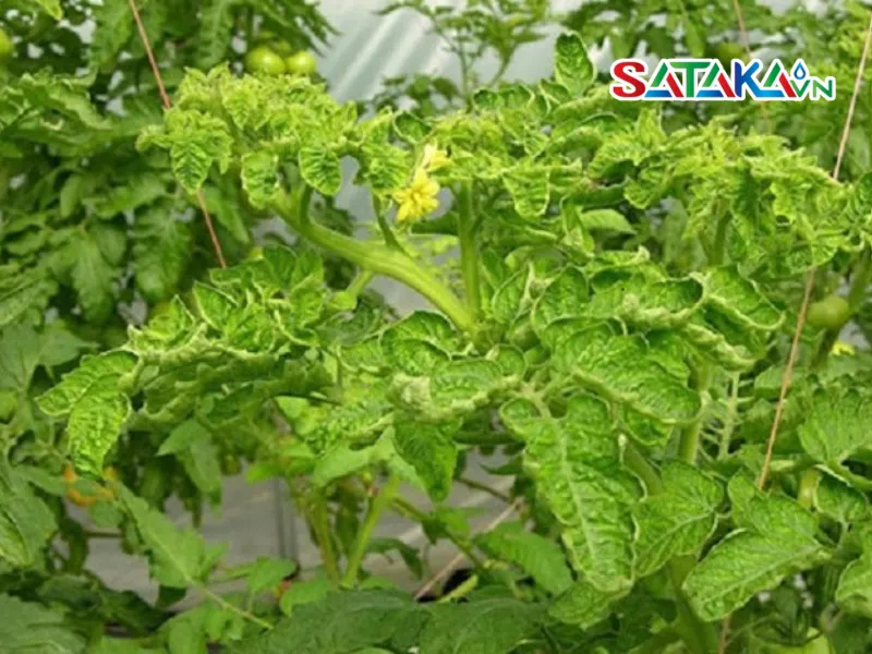 Actual image of tomato yellow leaf curl disease