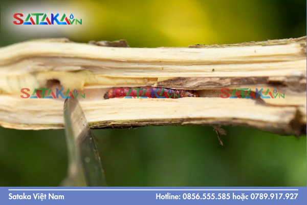 Phân loại Nhóm IRAC: Chìa khóa giải mã sức mạnh SATA-CHLORFENTHRIN 380SC