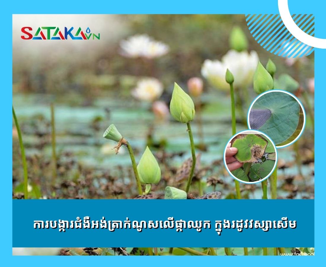 ការ​បង្ការ​ជំងឺអង់ត្រាក់ណូសលើផ្កាឈូក ក្នុង​រដូវ​វស្សា​សើម